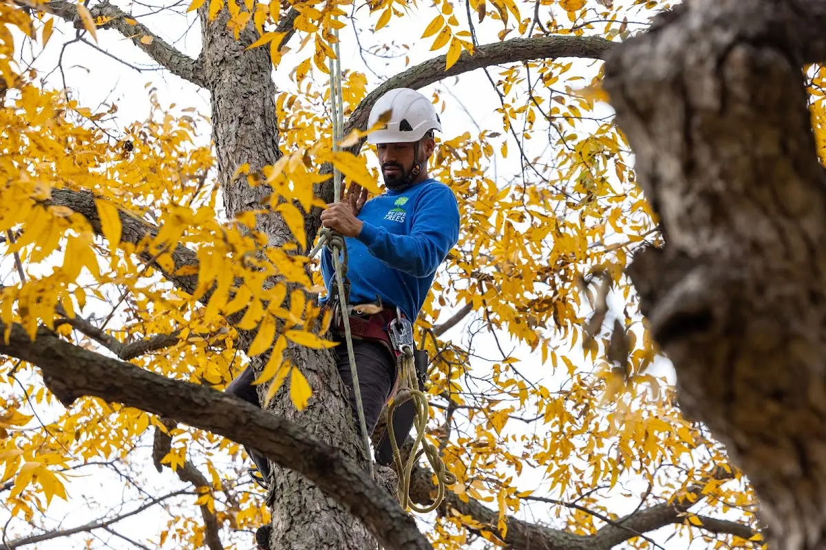 Skilled Storm Damage Cleanup crew working in Friendship